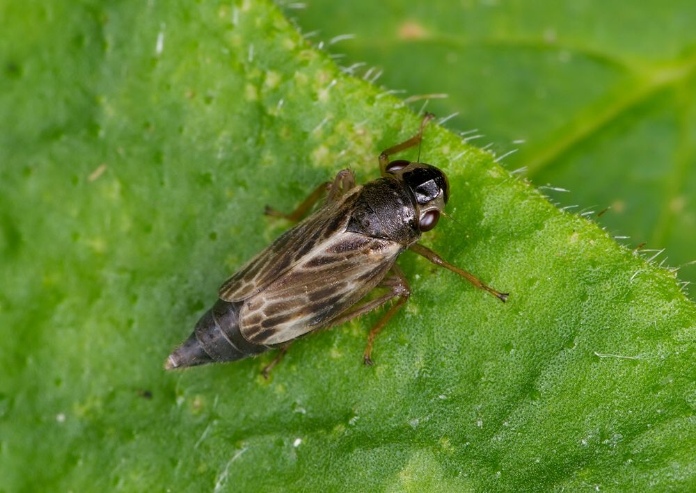 Evacanthus acuminatus