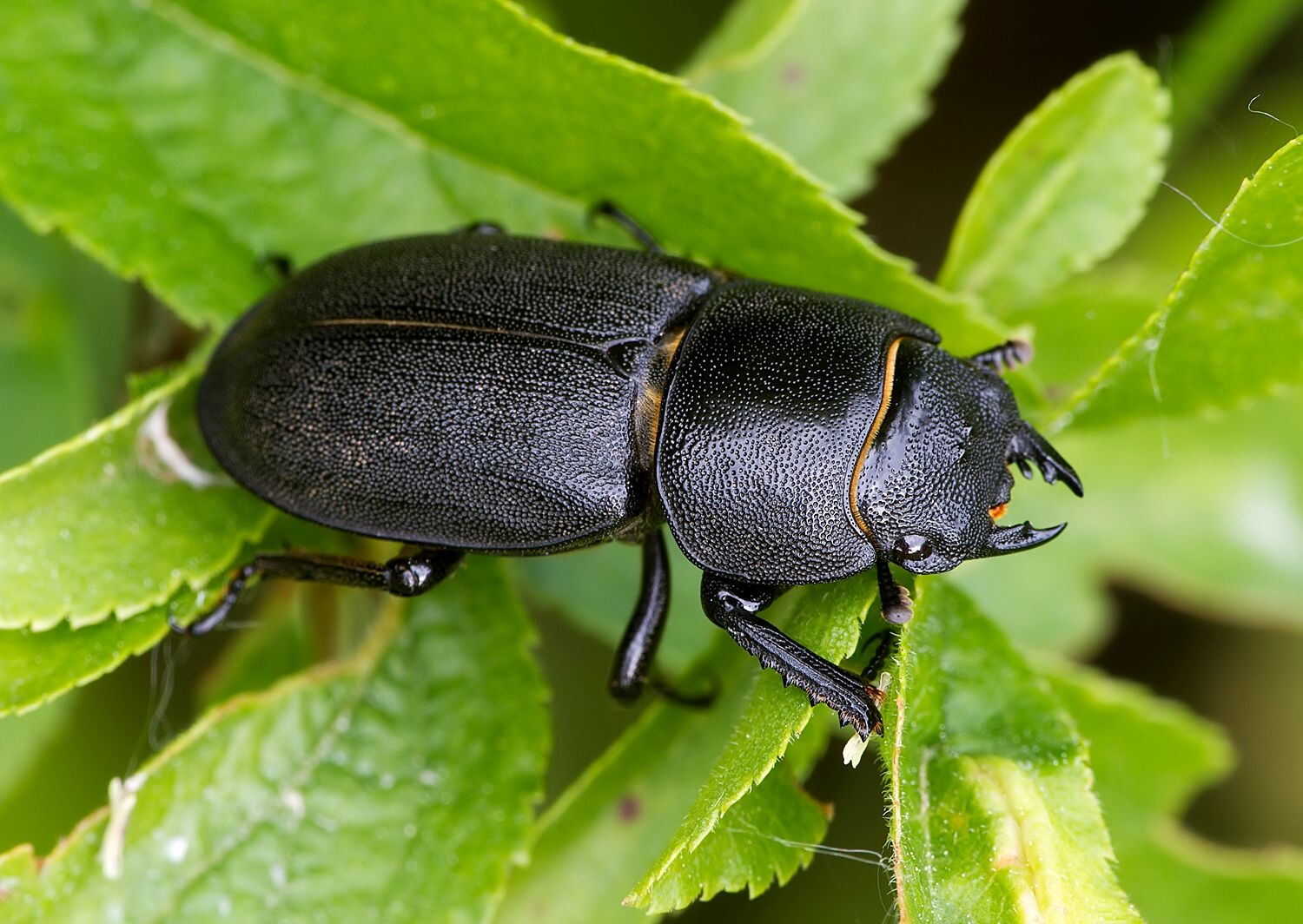 Dorcus parallelipipedus