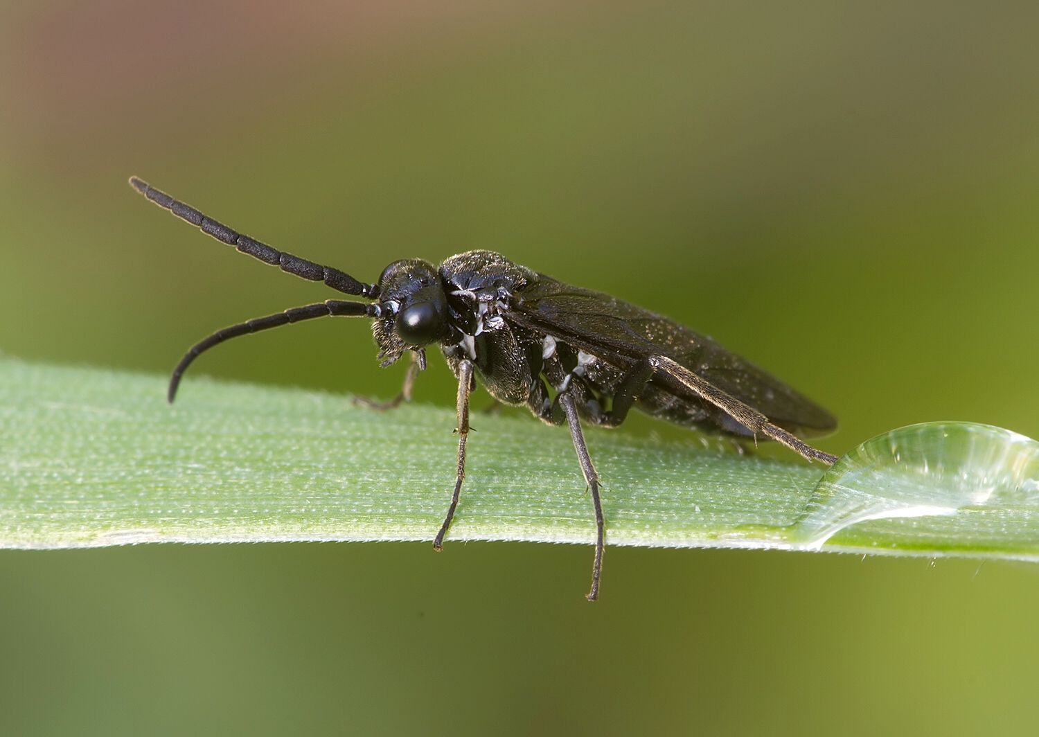 Rhadinoceraea micans