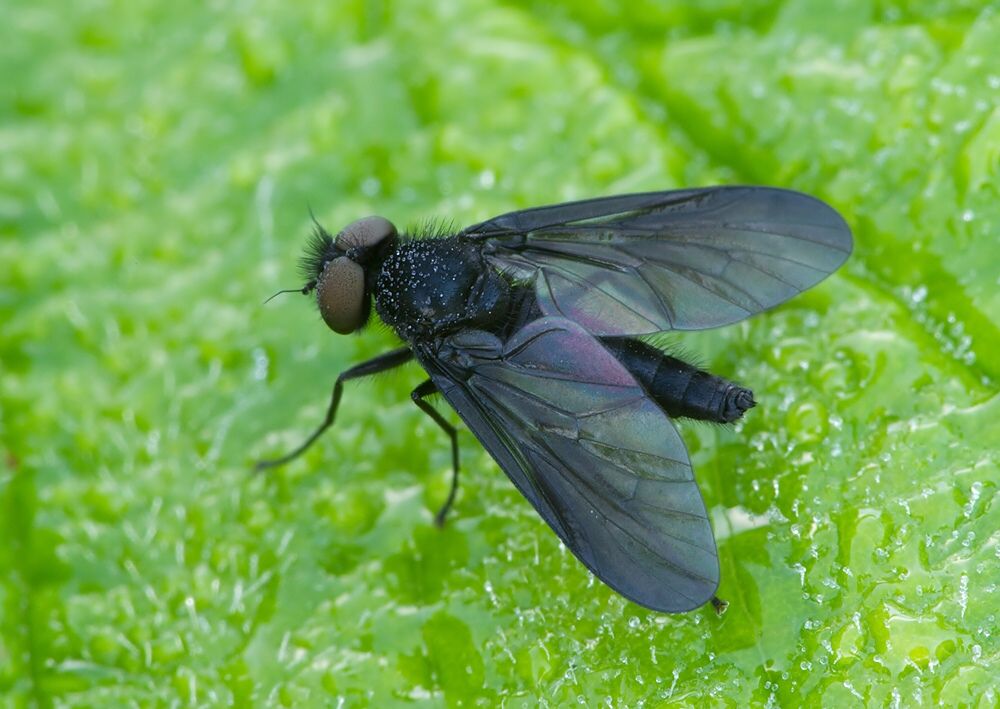 Symphoromyia melaena