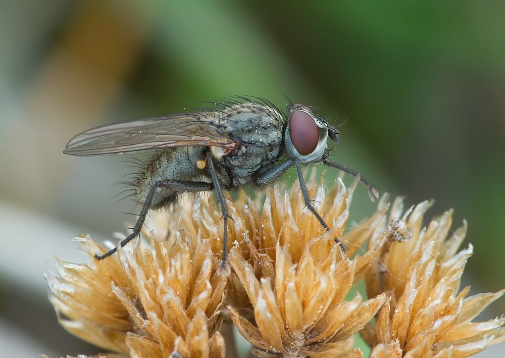 Leucophora unistriata cf.