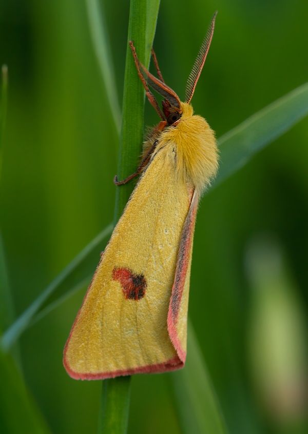 Diacrisia sannio