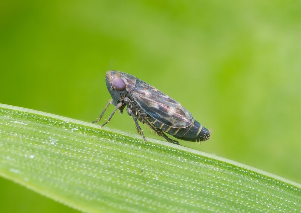 Deltocephalus pulicaris