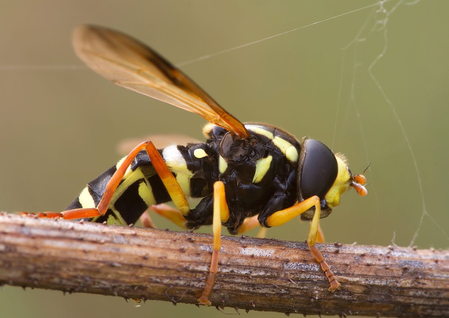 Xanthogramma citrofasciatum