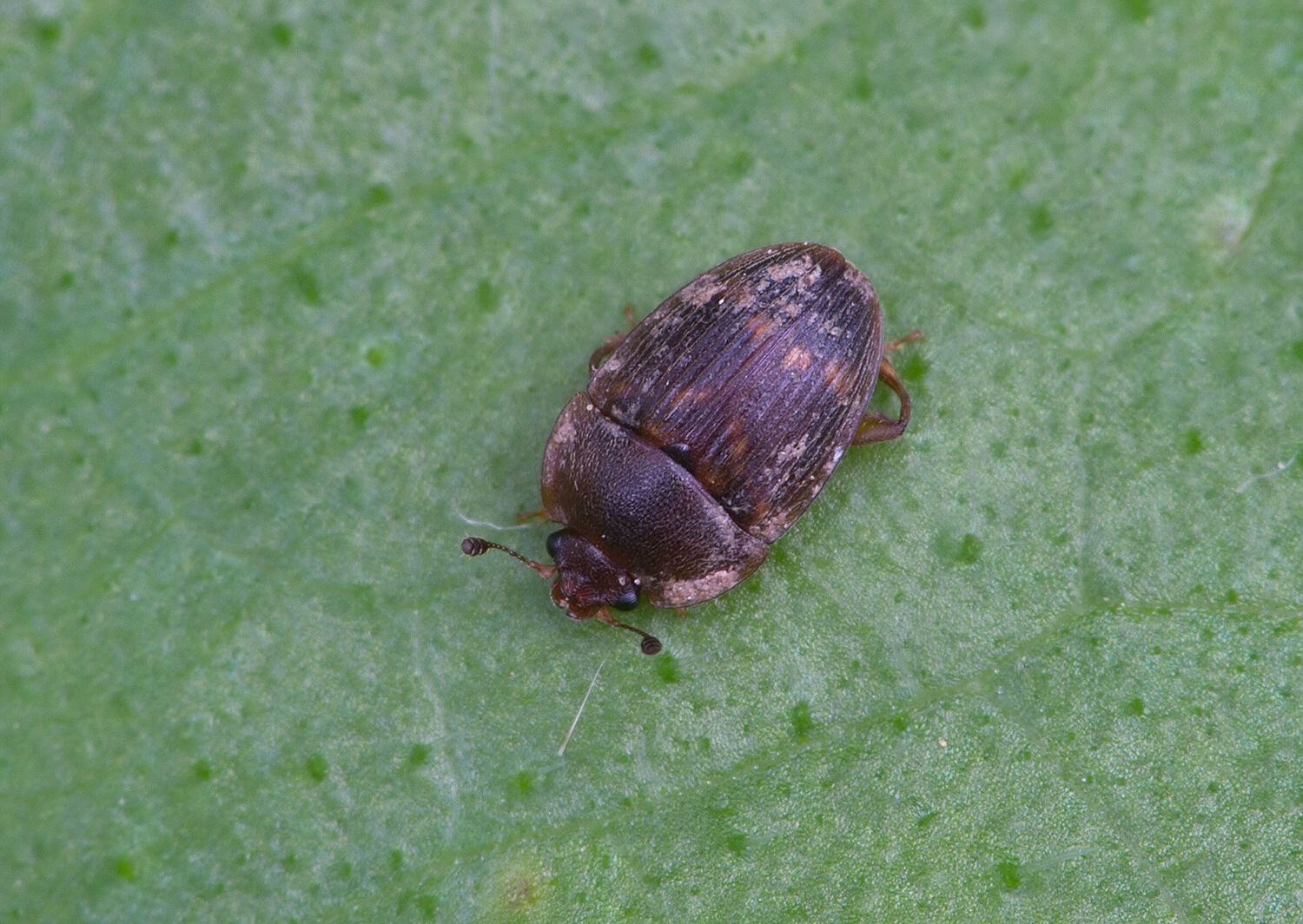 Stelidota geminata