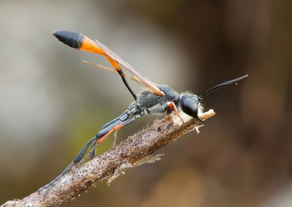 Ammophila heydeni