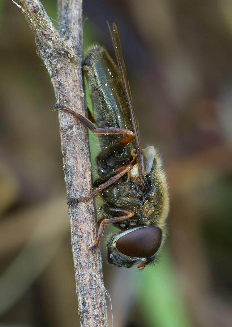 Pipizella virens
