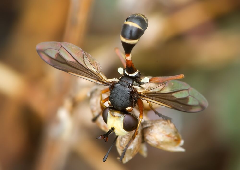 Physocephala chrysorrhoea