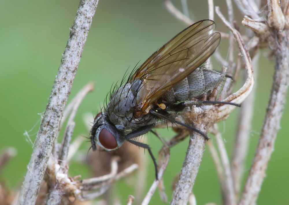 Leucophora obtusa