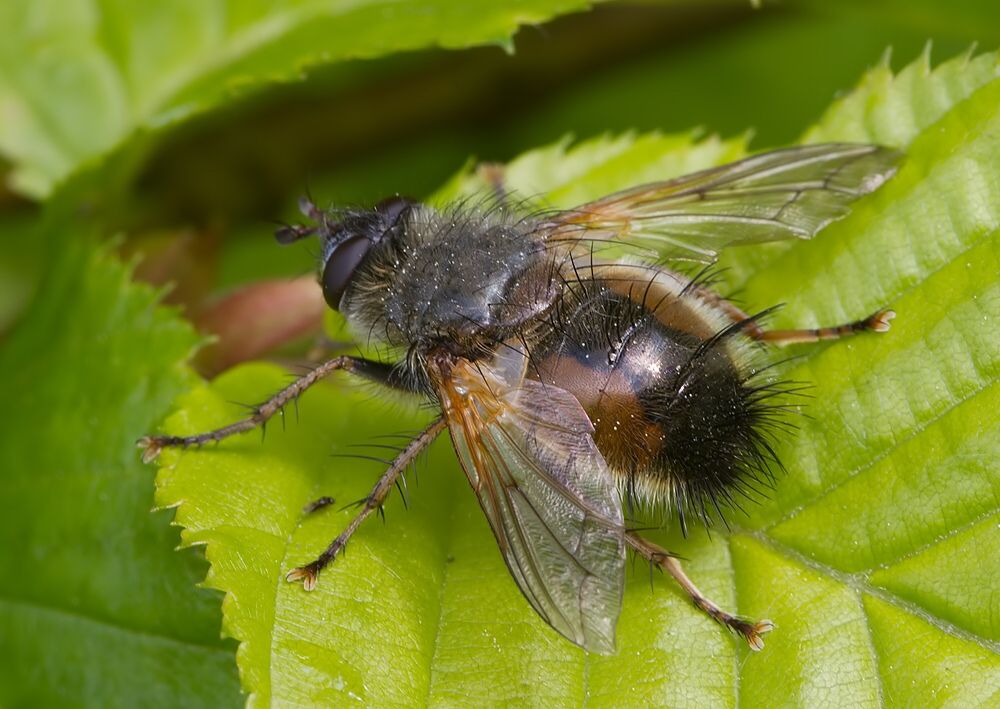 Tachina lurida