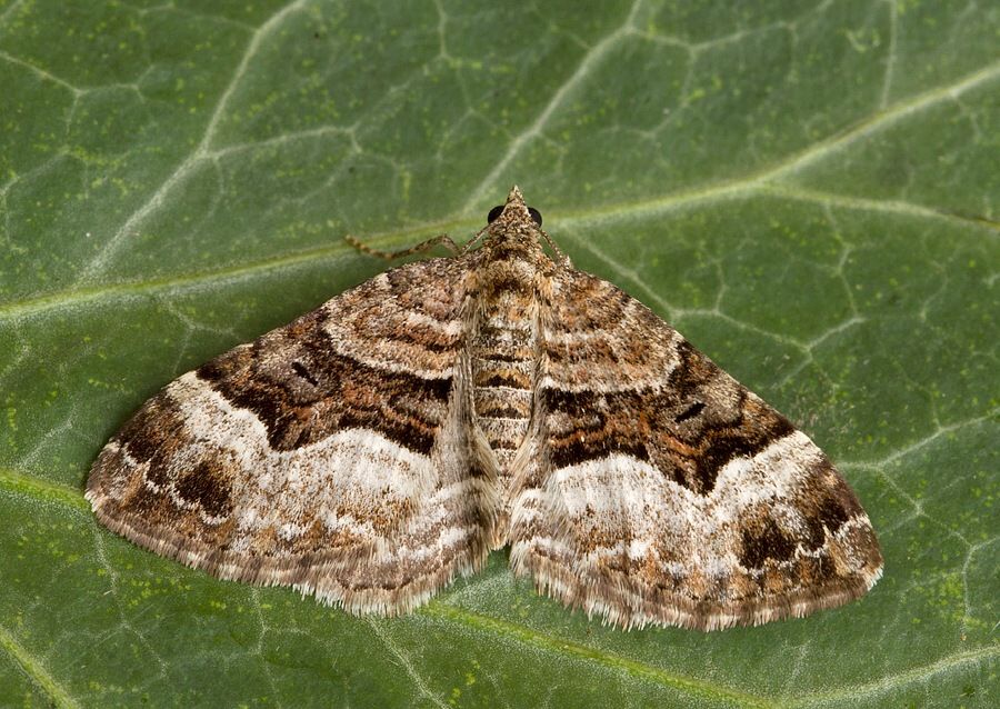 Xanthorhoe biriviata