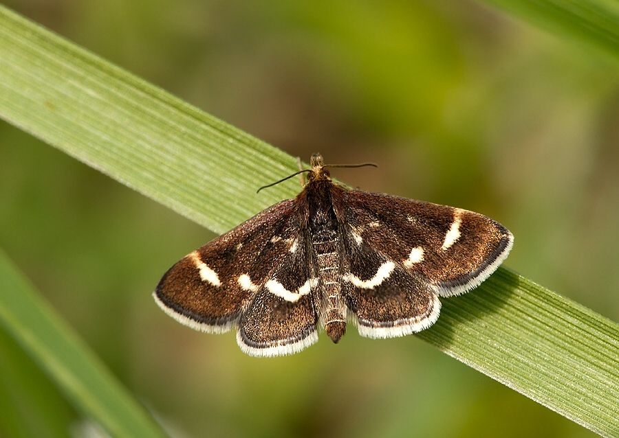 Pyrausta nigrata