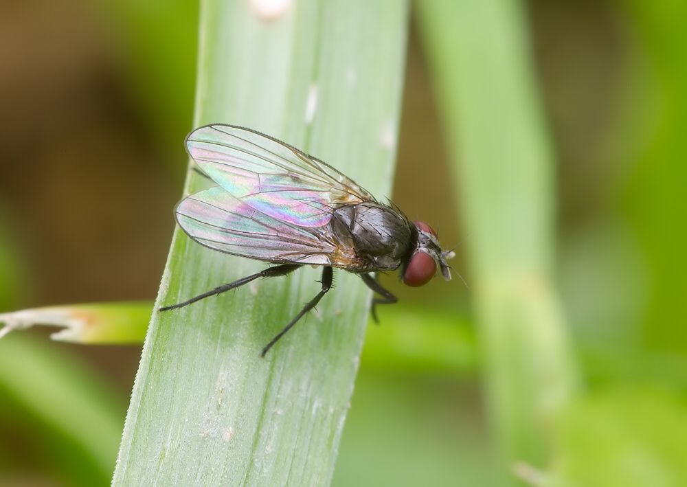 Fannia fuscula