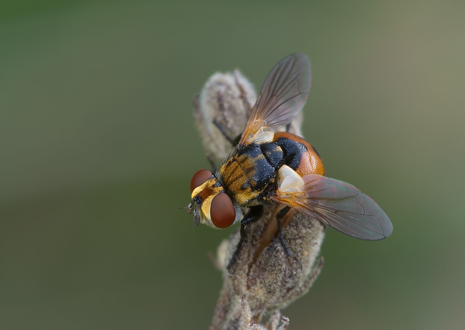 Gymnosoma rotundatum