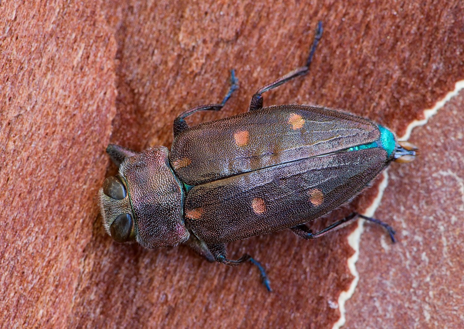 Chrysobothris affinis