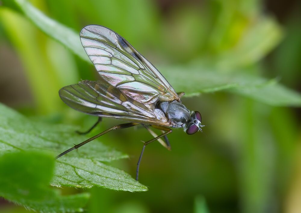 Rhagio maculatus