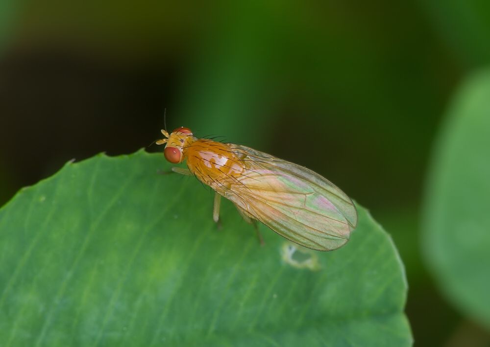 Tricholauxania praeusta