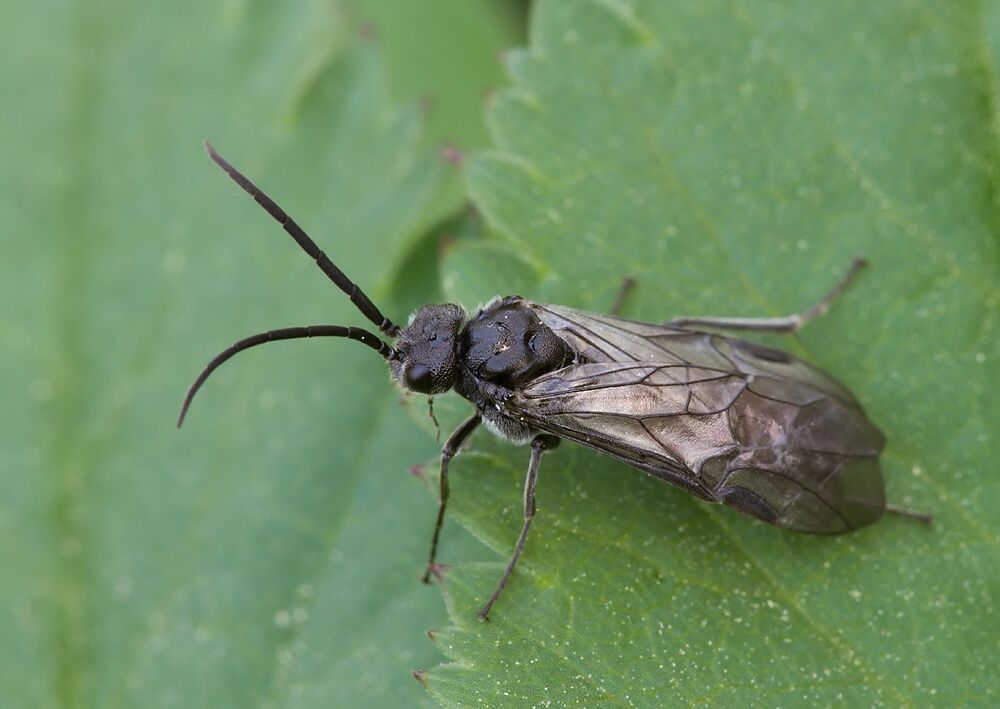 Dolerus nigratus