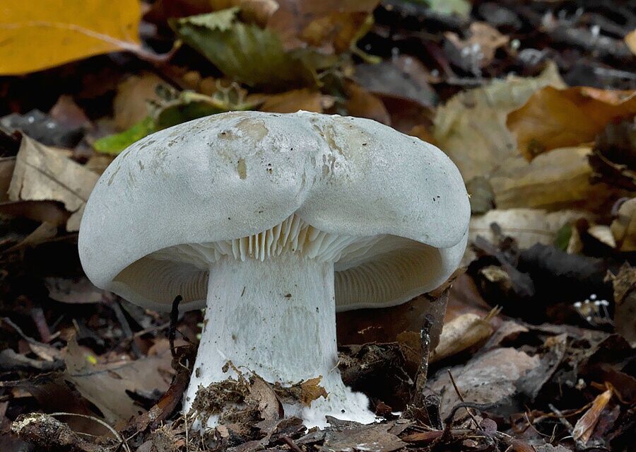 Clitocybe nebularis (strmuľka inovaťová)