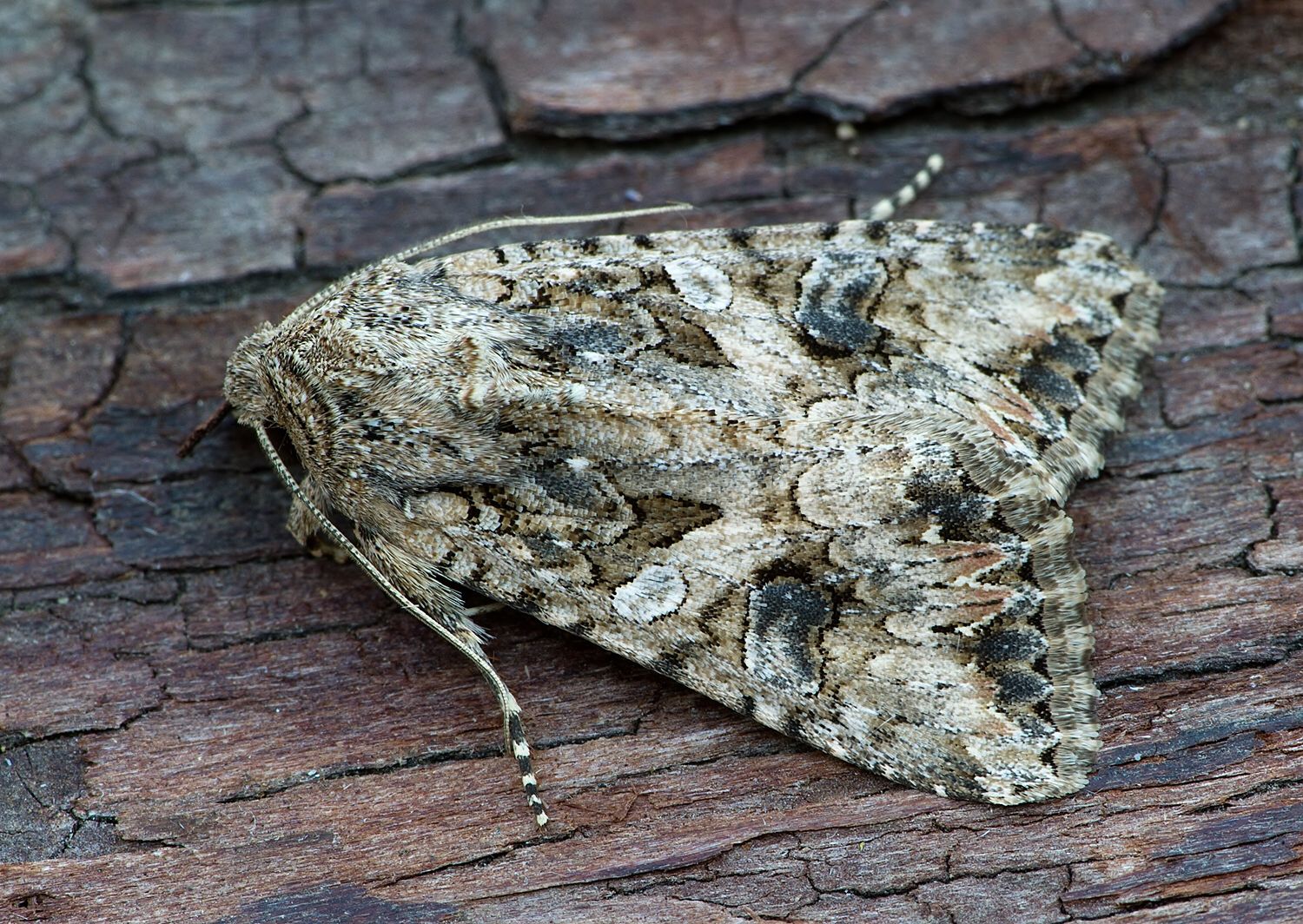 Lacanobia suasa