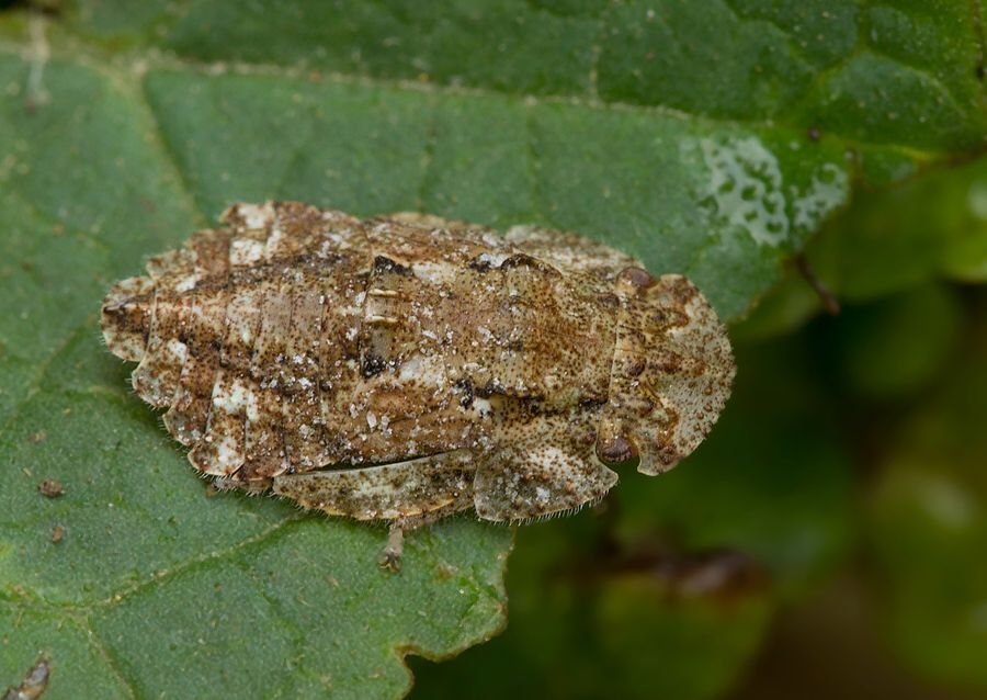 Ledra aurita