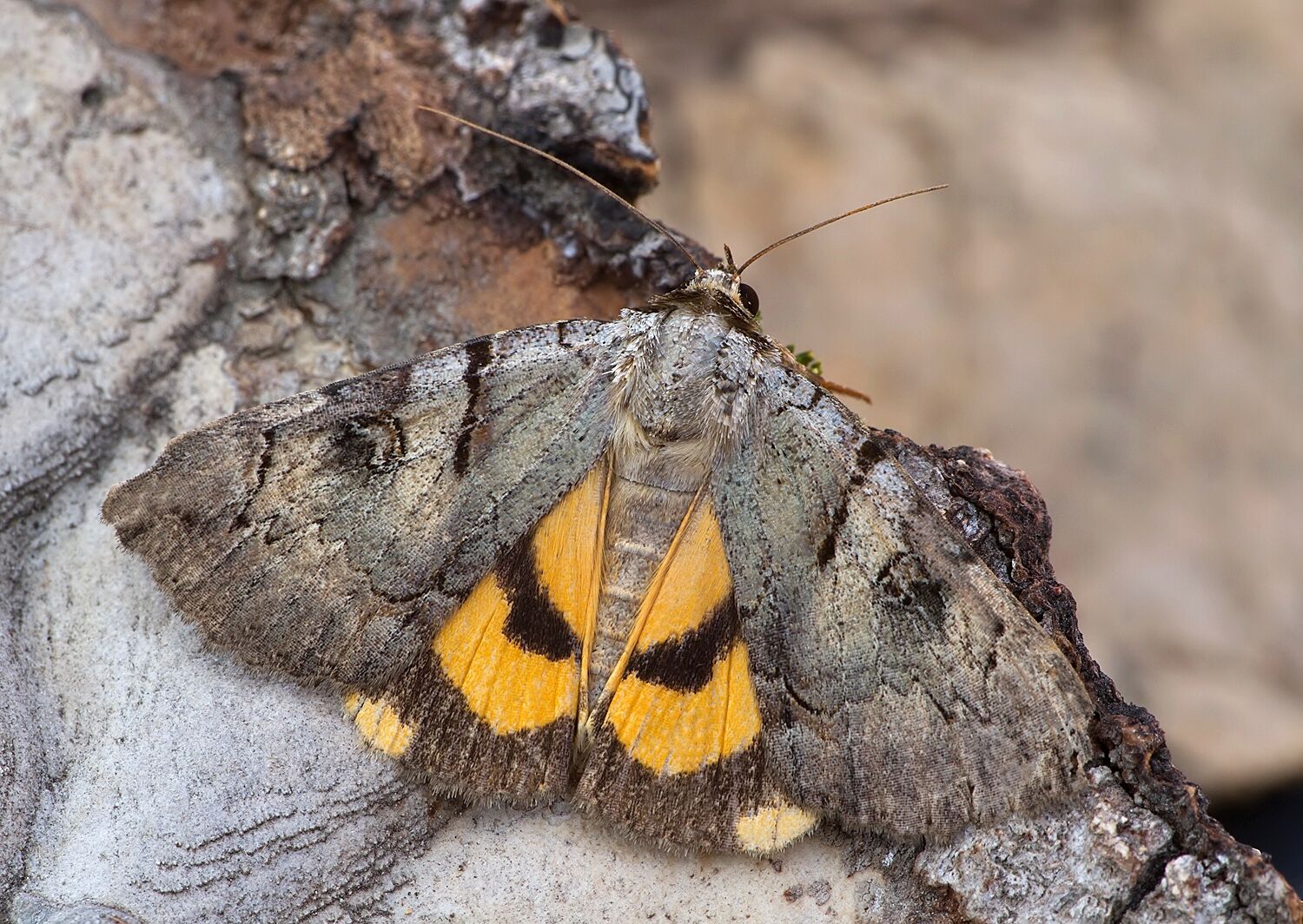 Catocala hymenaea