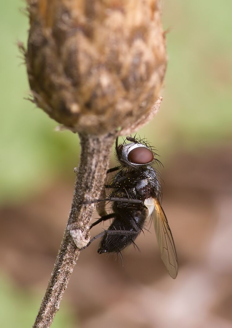 Leucostoma anthracinum