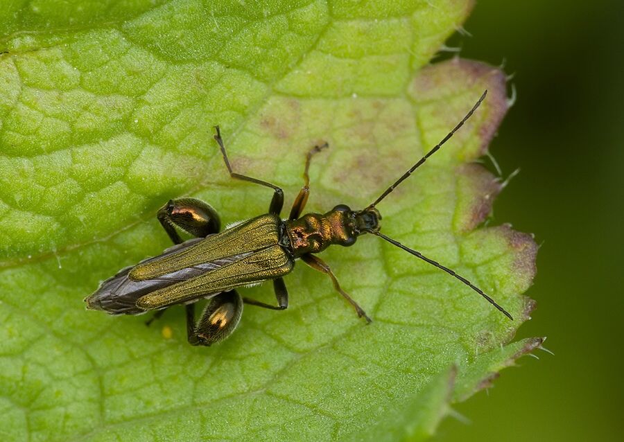 Oedemera flavipes