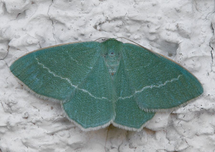 Chlorissa cloraria