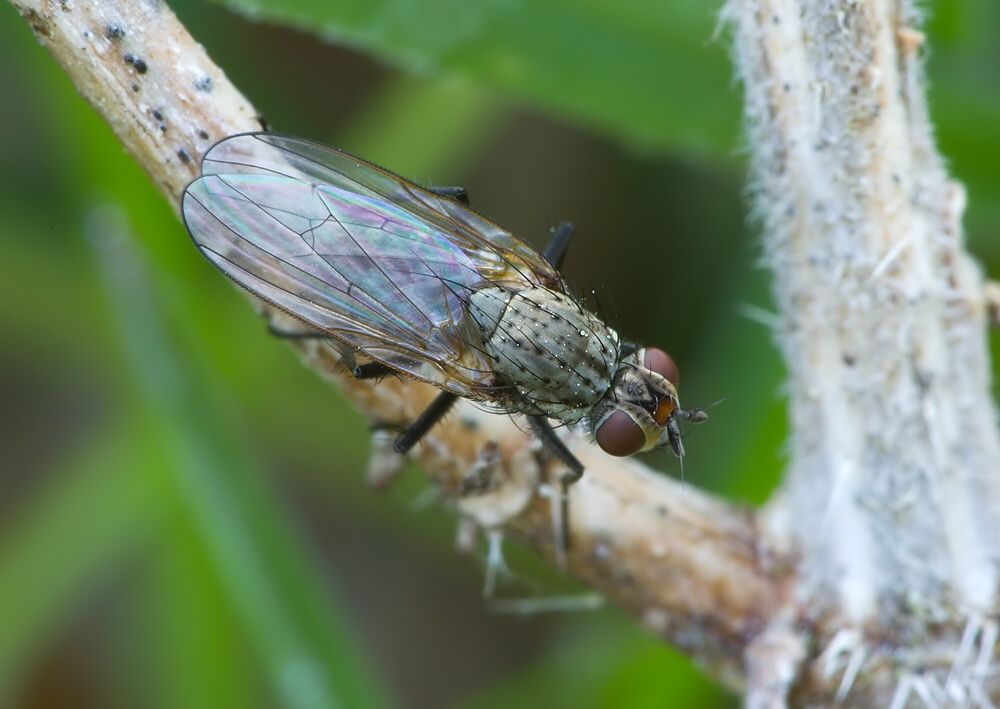 Hylemya variata