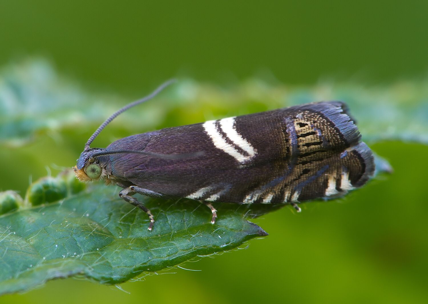 Grapholita fissana