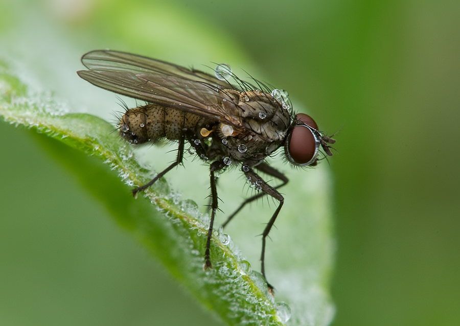 Delia platura