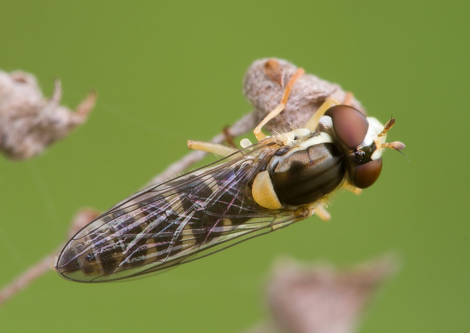 Sphaerophoria fatarum