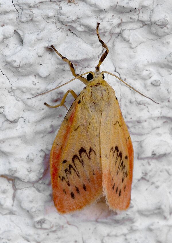 Miltochrista miniata