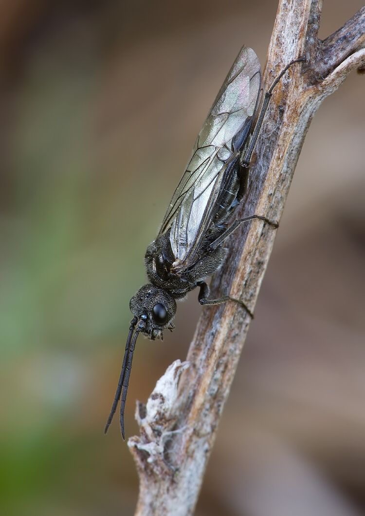 Rhadinoceraea micans