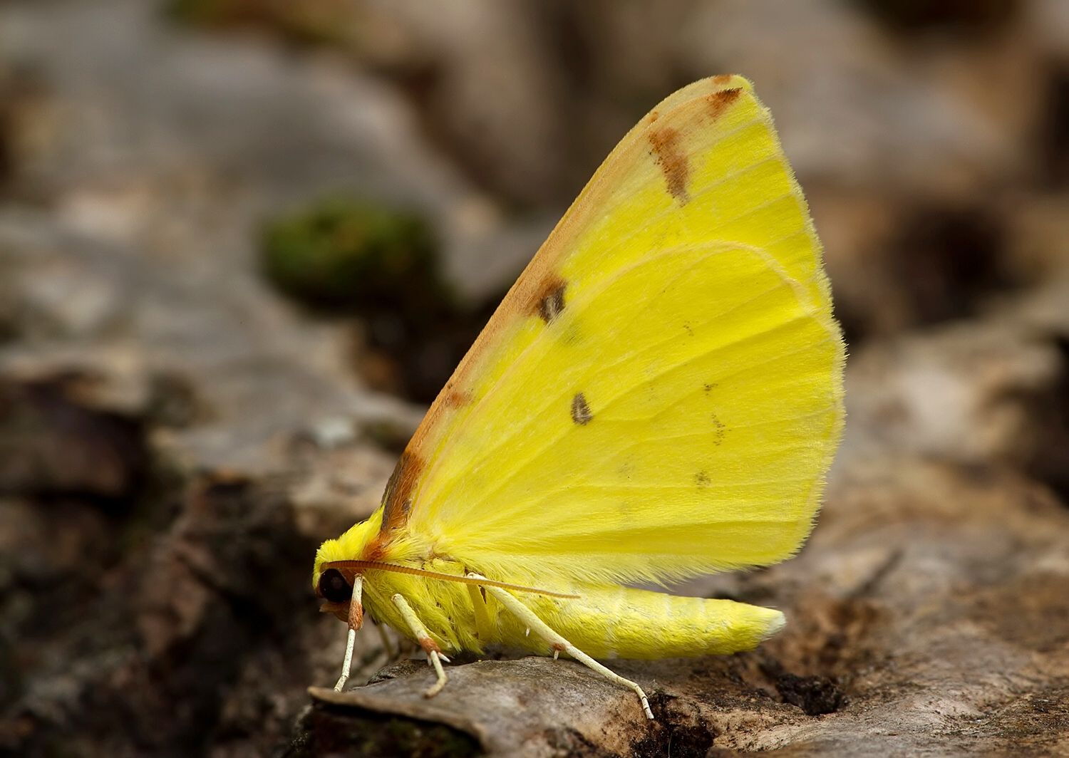 Opisthograptis luteolata
