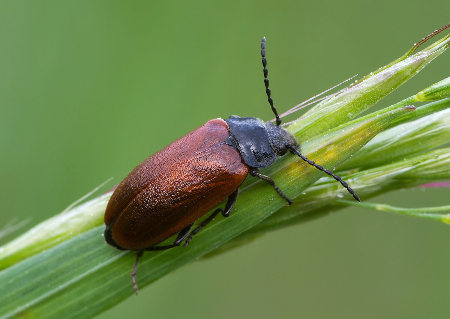 Omophlus proteus 