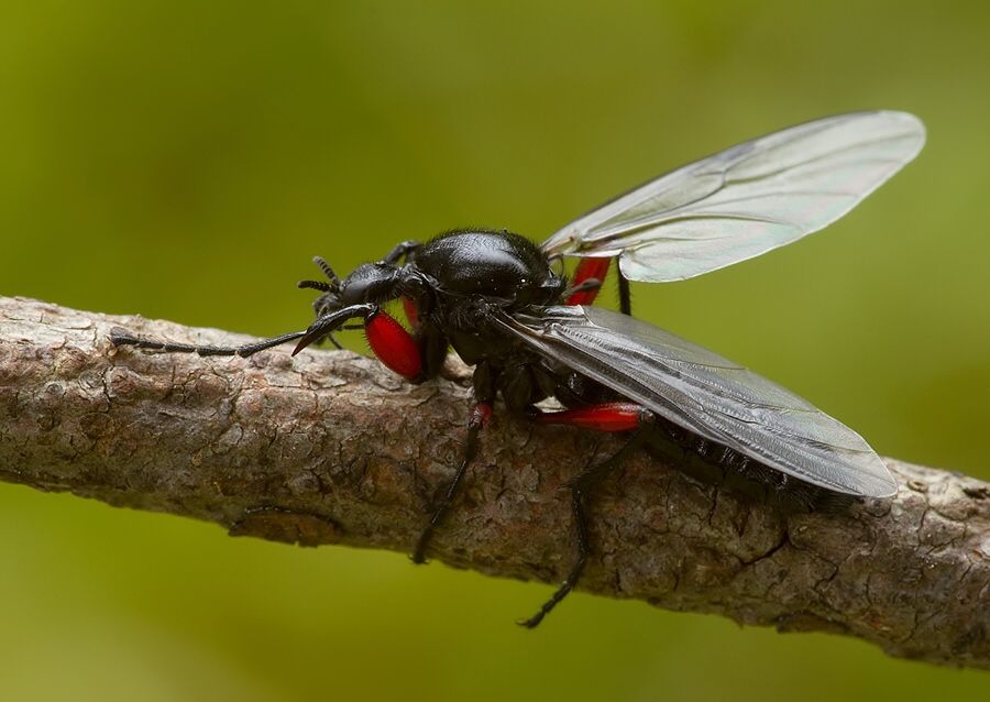 Bibio pomonae