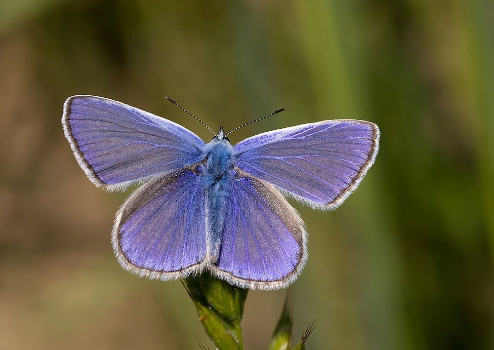 Polyommatus icarus