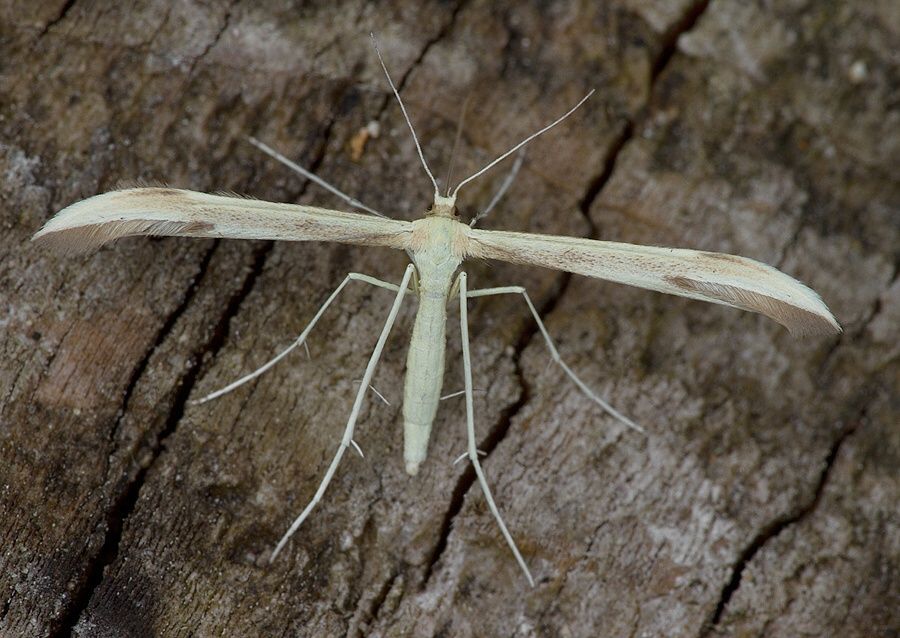 Adaina microdactyla