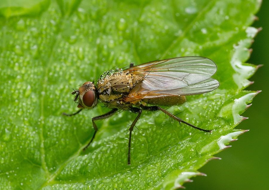 Hylemya urbica cf.