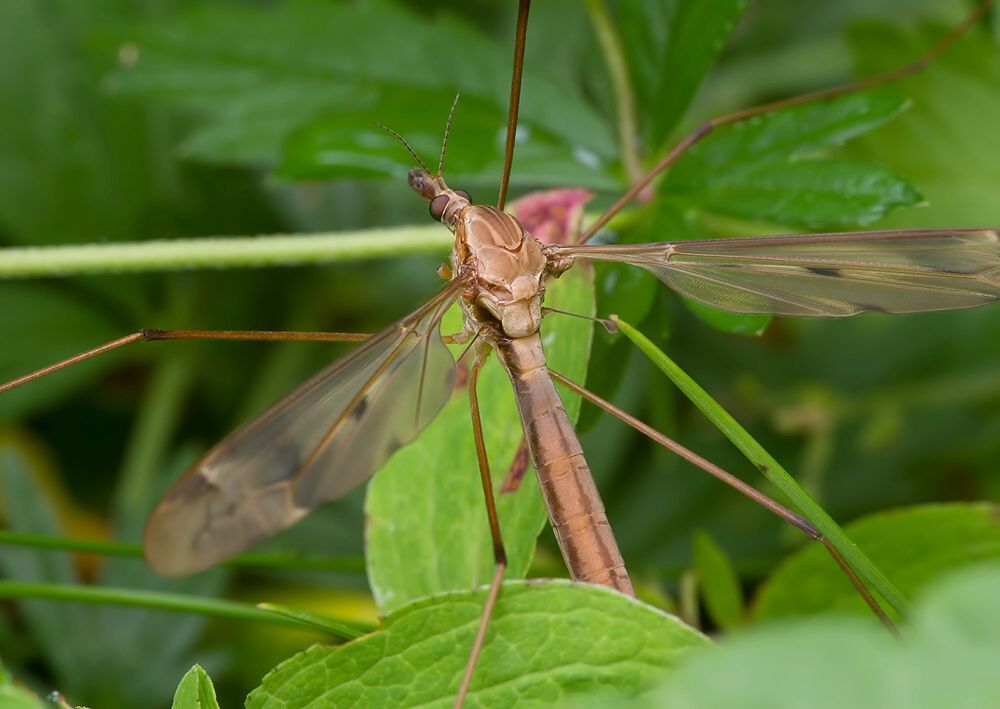 Tipula irrorata