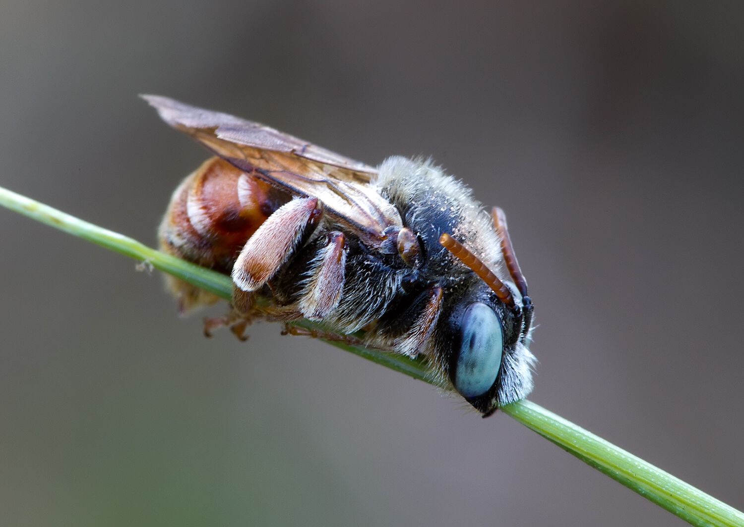 Epeoloides coecutiens