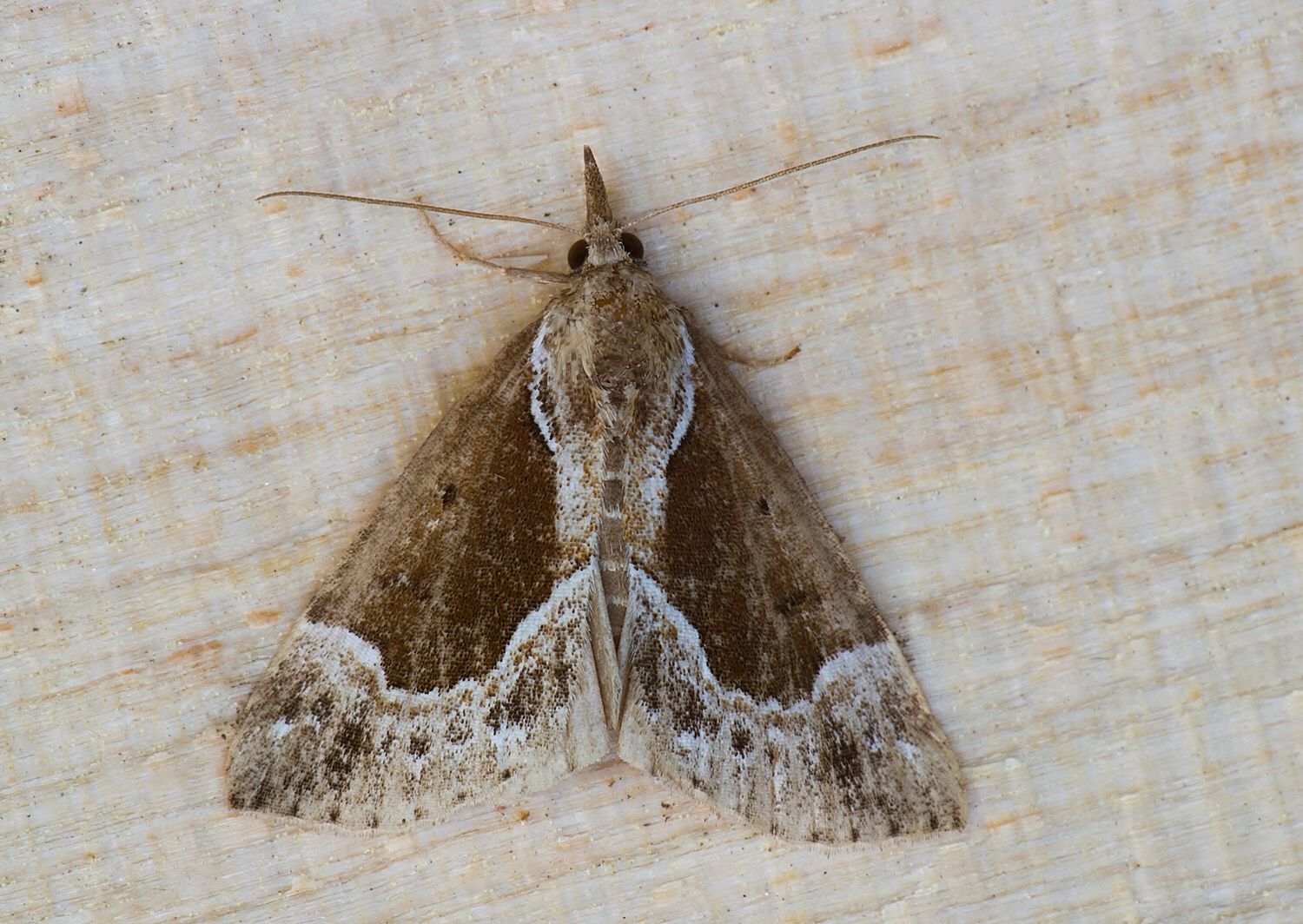 Hypena crassalis
