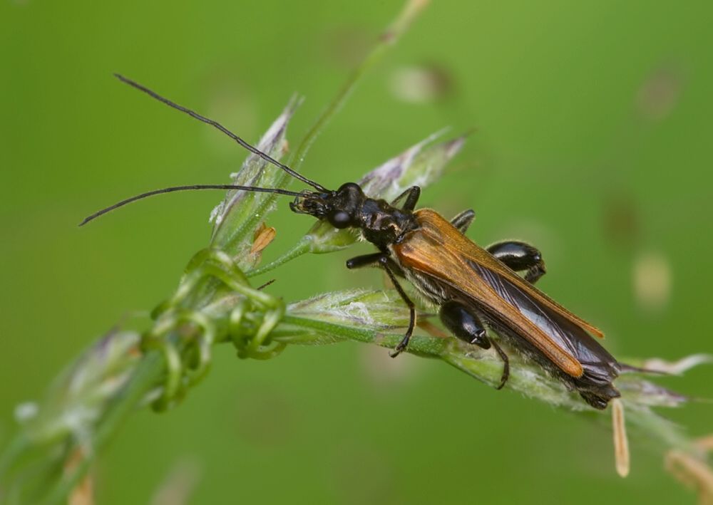 Oedemera podagrariae