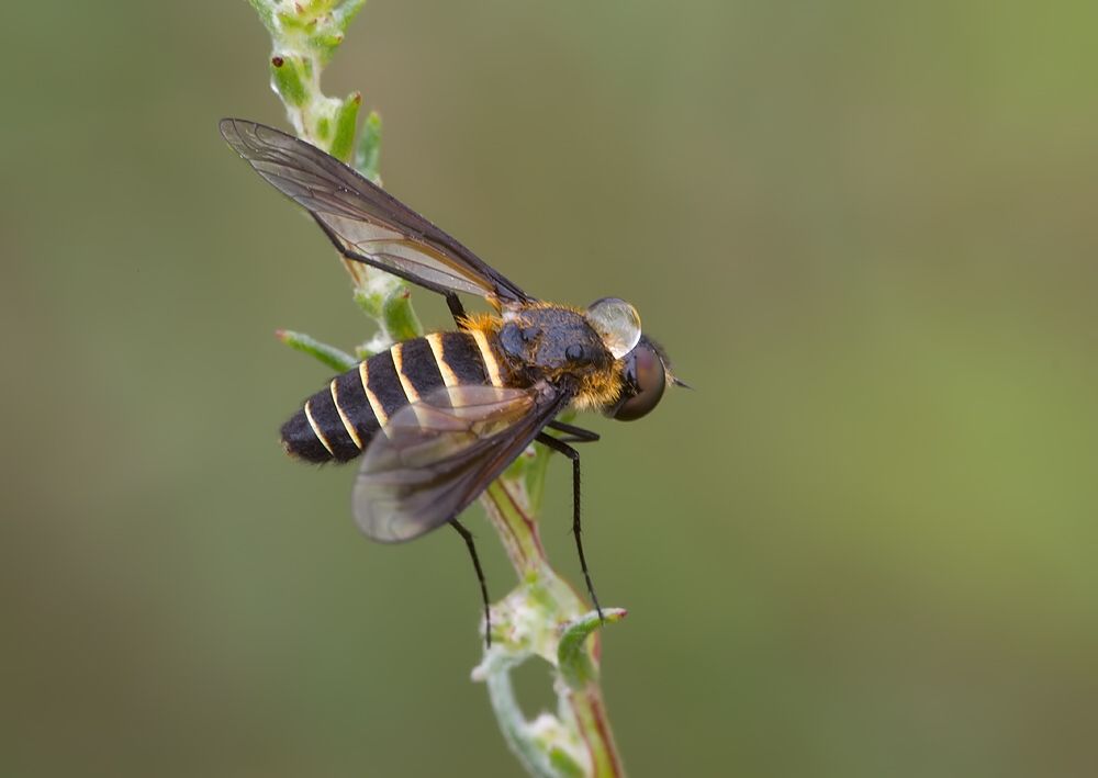 Lomatia lateralis