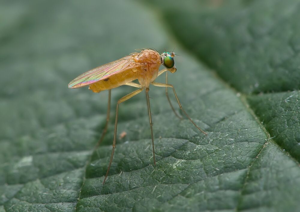 Xanthochlorus tenellus