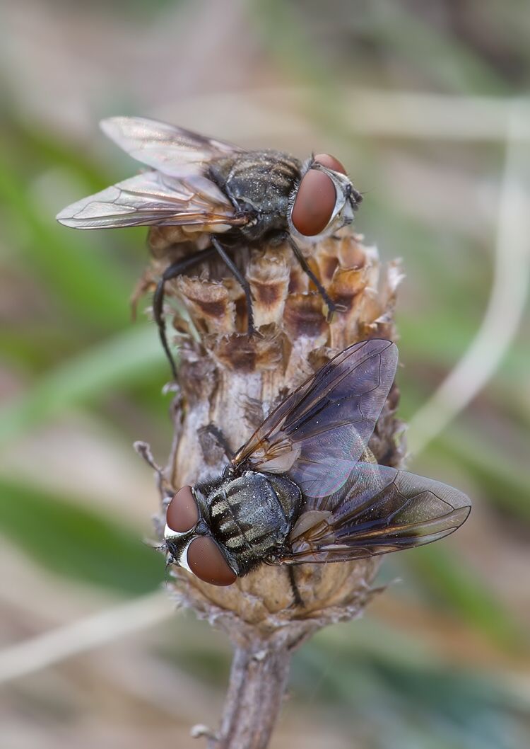 Phasia obesa