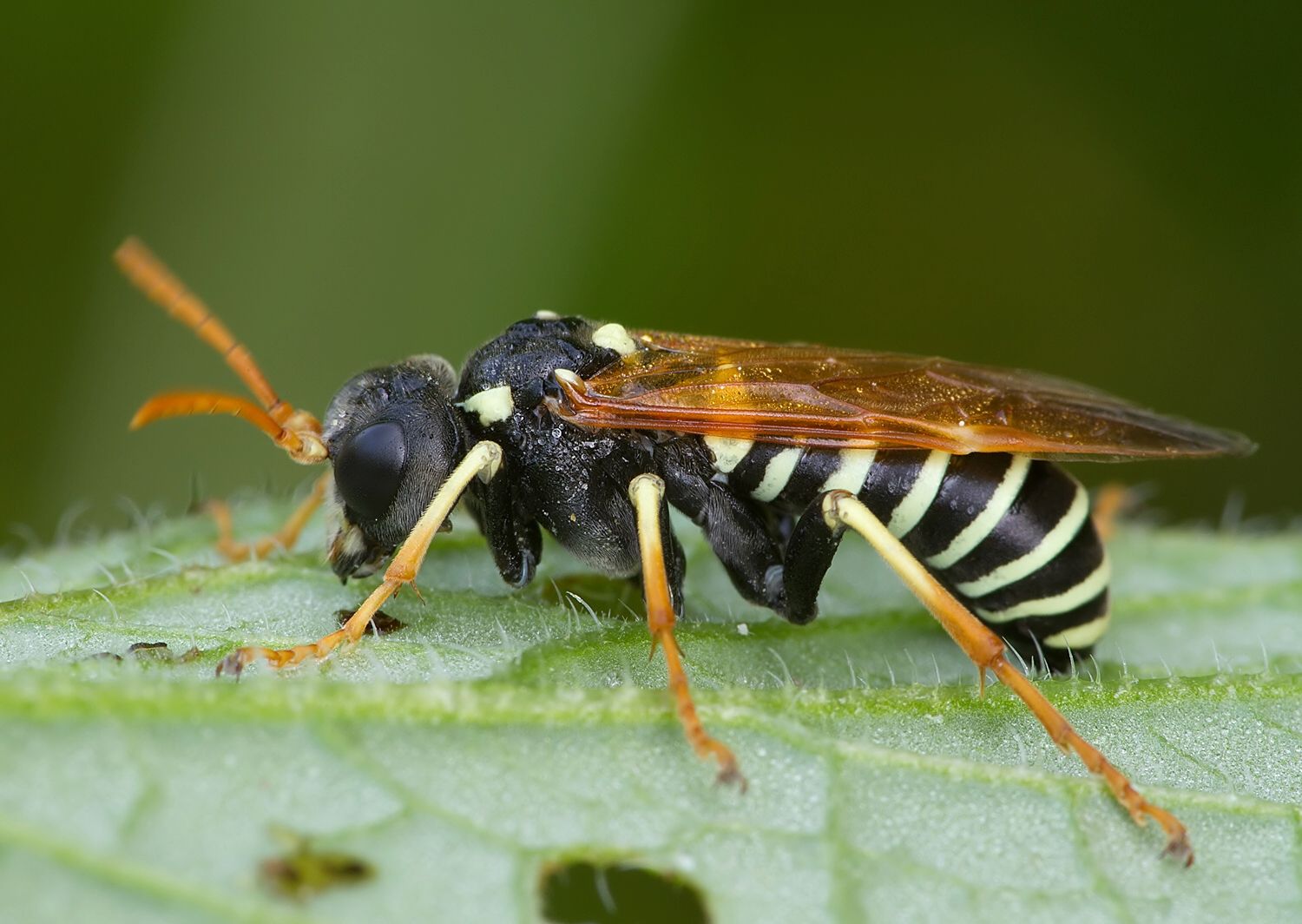 Tenthredo vespiformis