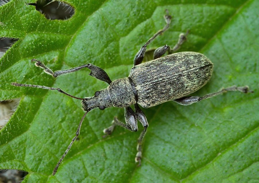 Phyllobius pomaceus